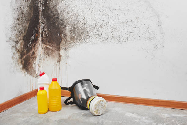 Best Basement Mold Remediation in Bayou Lourse, LA