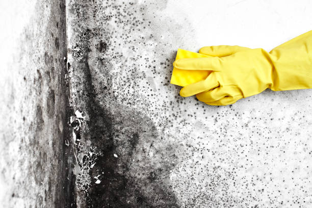 Best White Mold Remediation in Bayou Lourse, LA