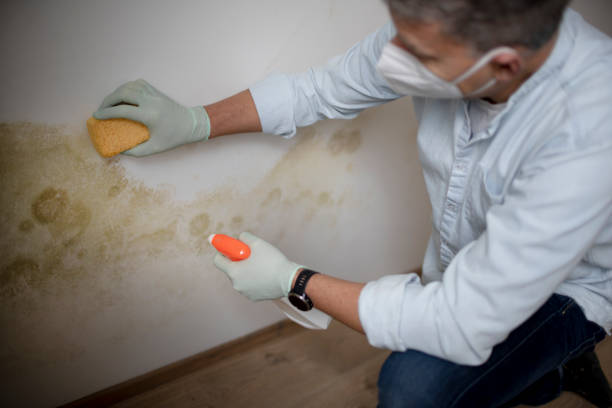 Best DIY Mold Remediation Support Services in Bayou Lourse, LA