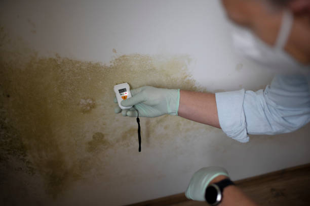 Best Residential Mold Remediation in Bayou Lourse, LA